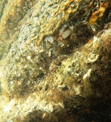 Helcogramma decurrens