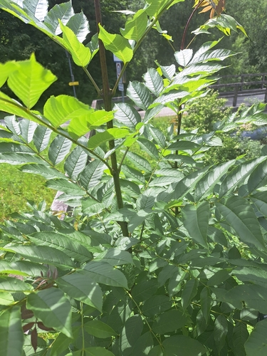 European ash