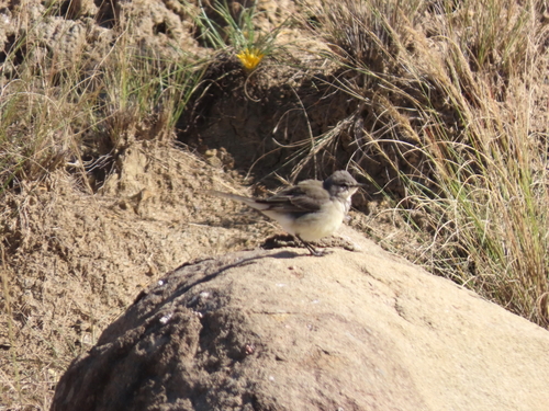 iNaturalist image