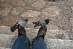 Columba livia domestica