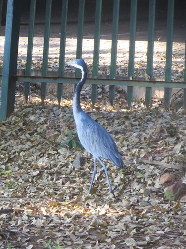 iNaturalist image