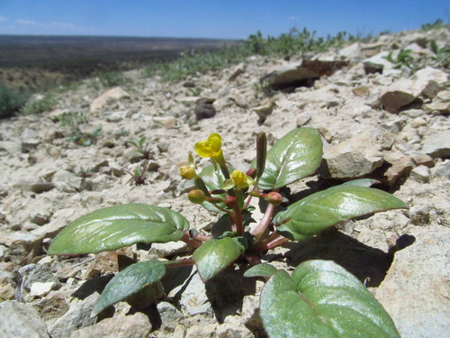 Chylismia scapoidea ssp. scapoidea