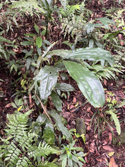 Calanthe mishmensis
