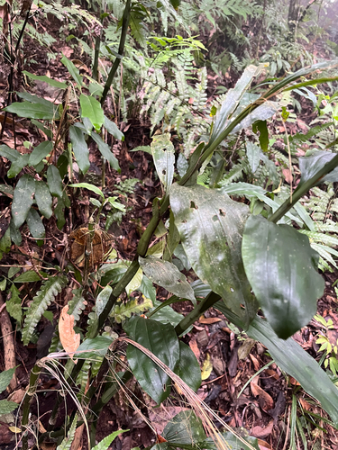 Calanthe mishmensis, photograph 1