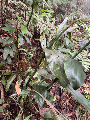 Calanthe mishmensis, photograph naturedom12, CC0, iNaturalist via GBIF