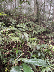 Calanthe mishmensis, photograph naturedom12, CC0, iNaturalist via GBIF