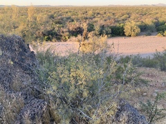 Calliandra eriophylla