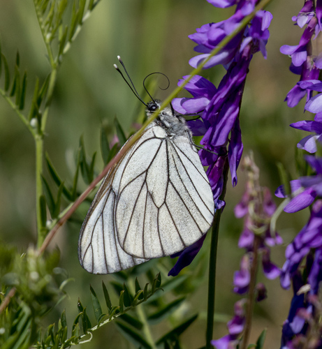 Black-veined White