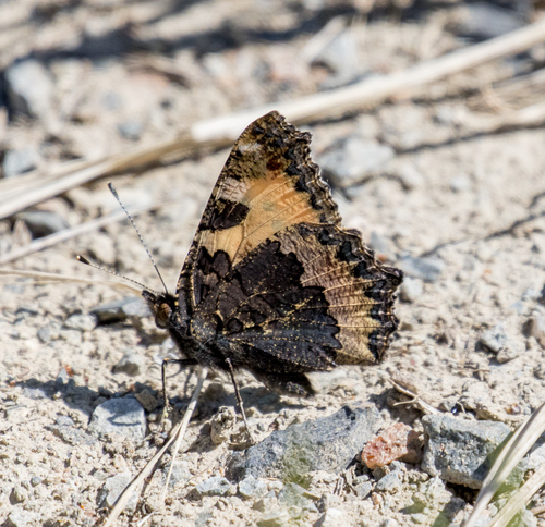 Small Tortoiseshell