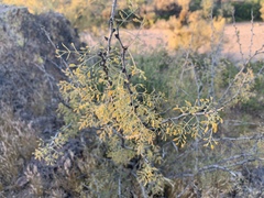 Calliandra eriophylla