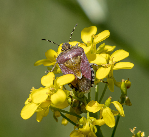 Sloe Bug