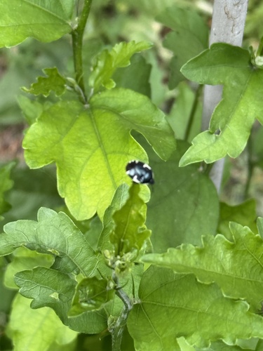Rambur's pied shieldbug