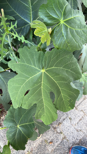 common fig