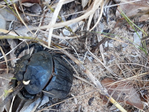 Popeye Dung Beetle