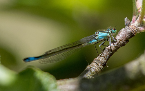 Blue-tailed Damselfly