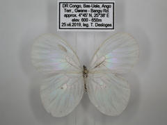 Pseudopontia mabira
