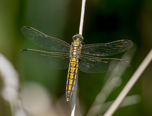 Black-tailed Skimmer