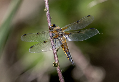 Four-spotted Skimmer