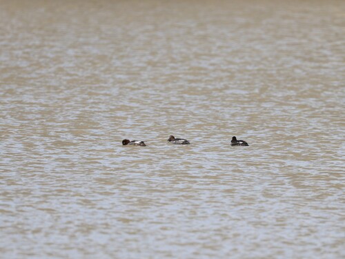 Common Goldeneye