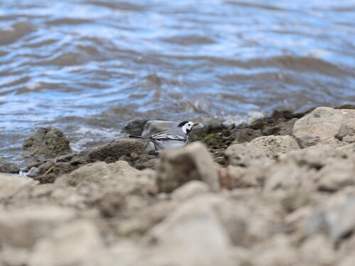 White Wagtail