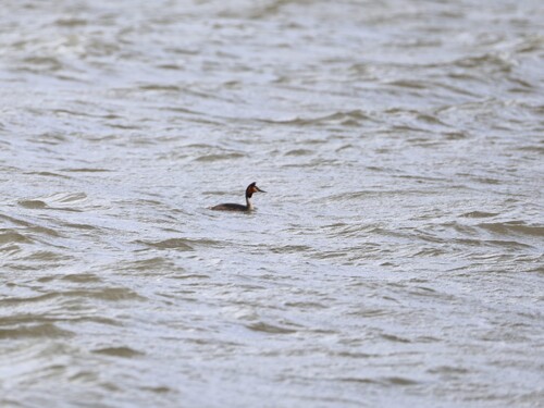 Great Crested Grebe