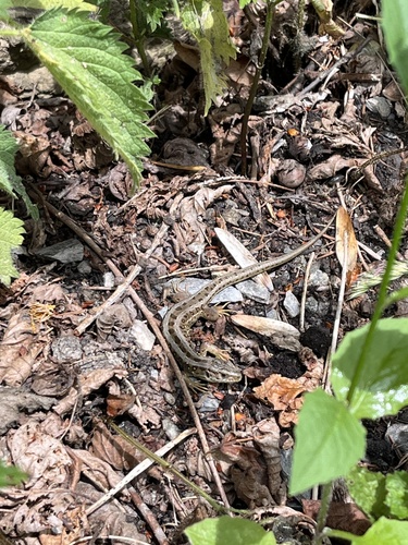 Sand Lizard