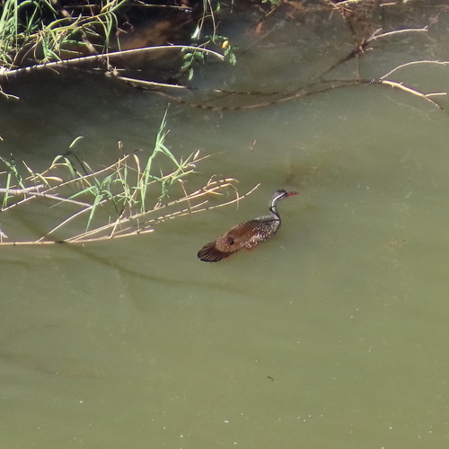 iNaturalist image