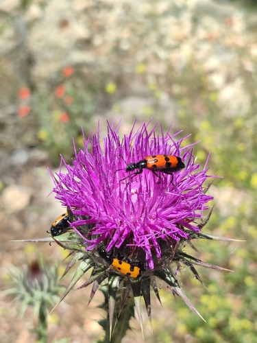 Four-spotted Blisterbeetle