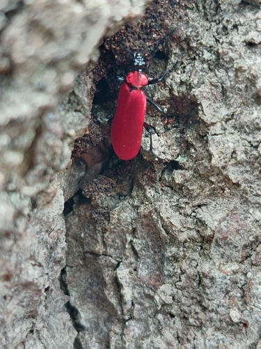 Black-headed Cardinal Beetle