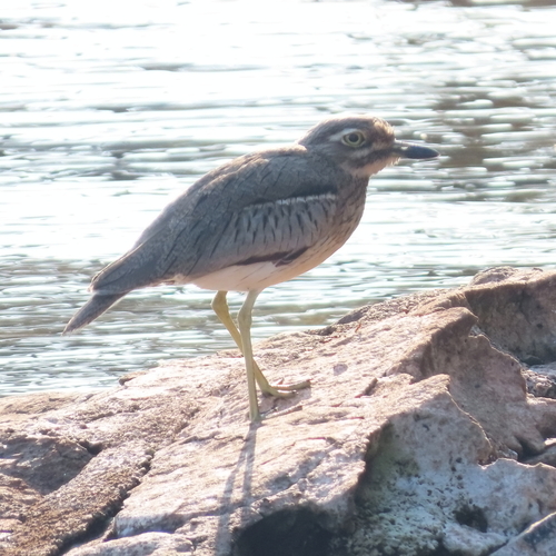 iNaturalist image