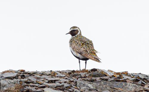 European Golden-Plover