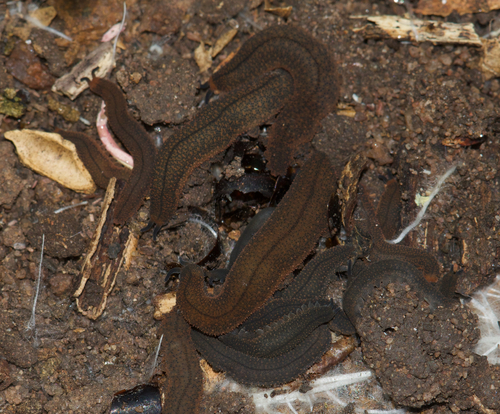 Coastal velvet worm