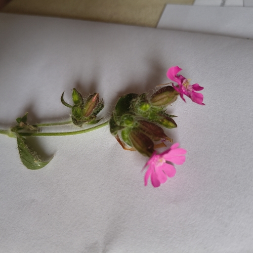 red campion