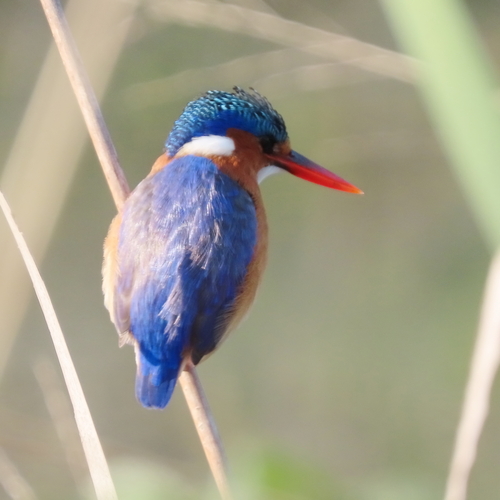 iNaturalist image