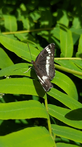 Eurasian White Admiral
