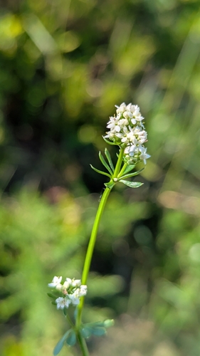 Heath Bedstraw