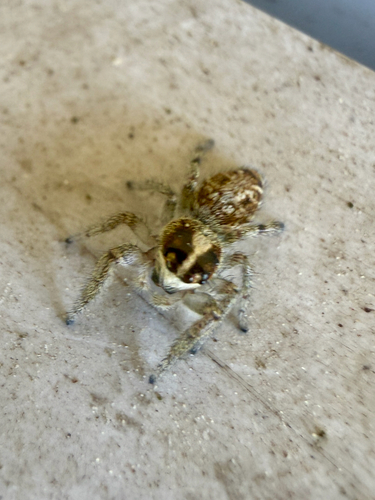 Mile End Jumping Spider