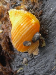 Nucella lima