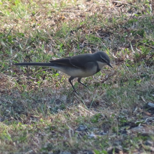 iNaturalist: (c) moxcalvitiumtorgos, some rights reserved (CC BY-NC), uploaded by moxcalvitiumtorgos iNaturalist image