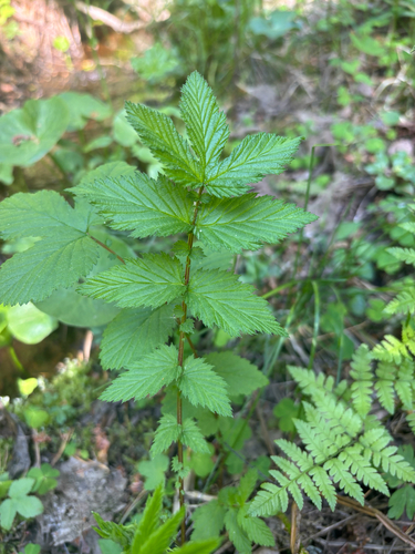 Meadowsweet