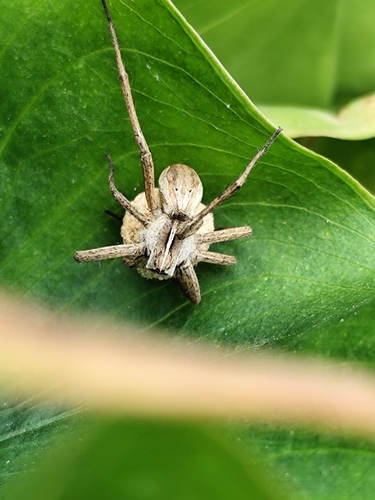 European Nursery Web spider