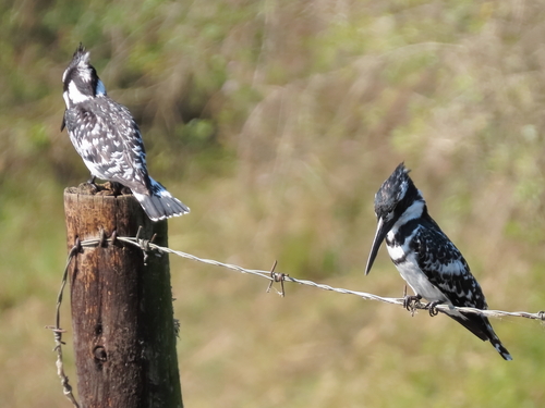 iNaturalist: (c) moxcalvitiumtorgos, some rights reserved (CC BY-NC), uploaded by moxcalvitiumtorgos iNaturalist image