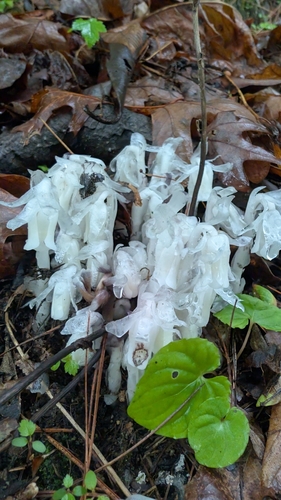 Ghost Pipe