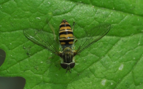 Marmalade Hover Fly