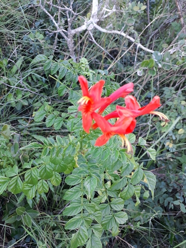 Cape Honeysuckle