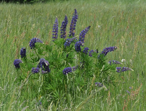 Large-leaved lupine