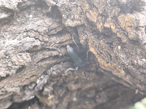 Capricorn beetle