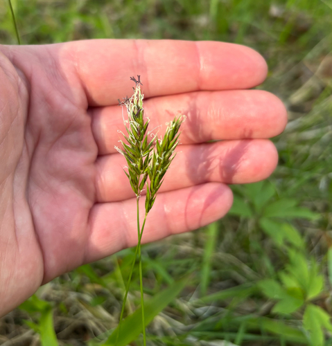 sweet vernal grass