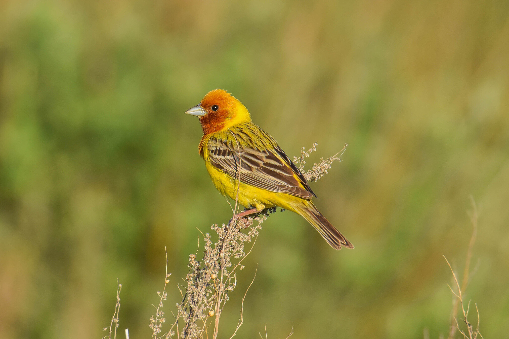 Red-headed Bunting (Emberiza bruniceps), photo 2