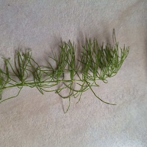 meadow horsetail